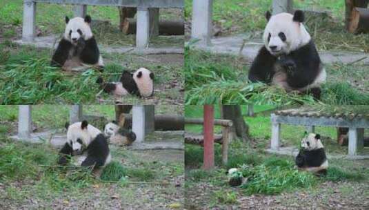 动物园大熊猫母子吃竹子视频合集高清在线视频素材下载