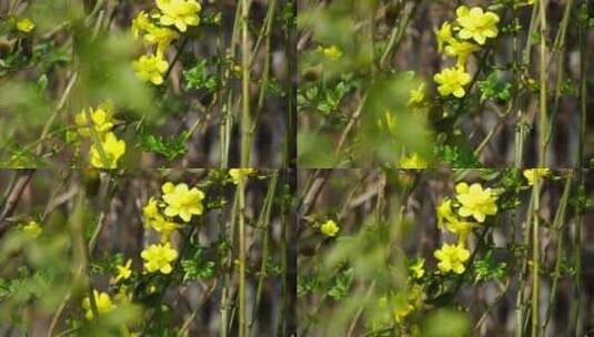 春天春风中的迎春花和嫩枝高清在线视频素材下载