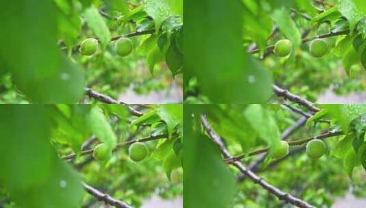 雨后绿意盎然的青梅树叶果实特写高清在线视频素材下载