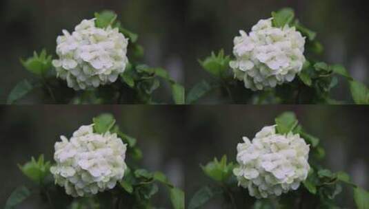 下雨天挂着雨滴的绣球花高清在线视频素材下载