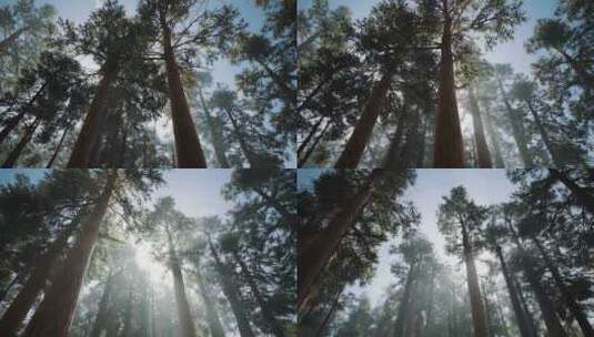 4K-阳光照进松树林、逆光下的松林高清在线视频素材下载