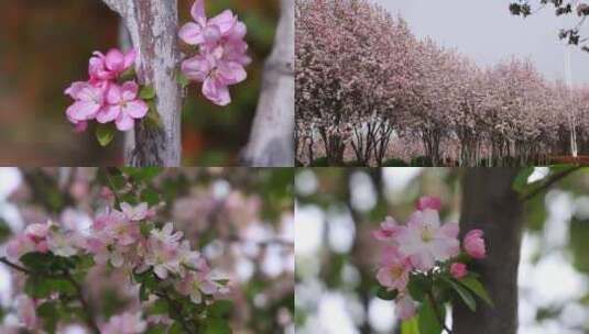 春暖花开鲜花盛开实拍高清宣传片素材高清在线视频素材下载