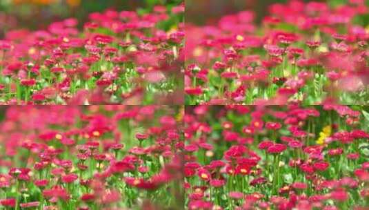 春天雏菊花朵高清在线视频素材下载
