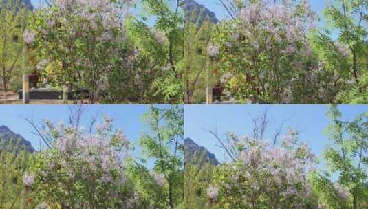 春天柳芽 春天景色 春天百花开高清在线视频素材下载