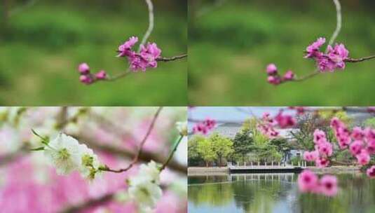 春天野外盛开的梅花樱花桃花合集高清在线视频素材下载