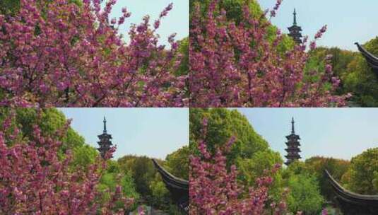 苏州铜观音寺樱花航拍高清在线视频素材下载
