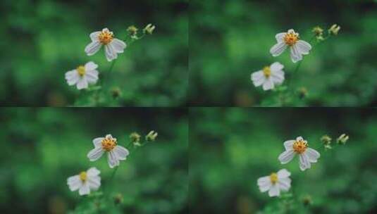 白花鬼针草开花春雷春雨春天绿植2551高清在线视频素材下载