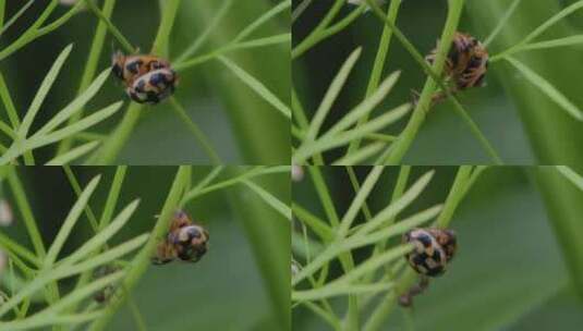 万物复苏，草丛里的瓢虫在交配高清在线视频素材下载
