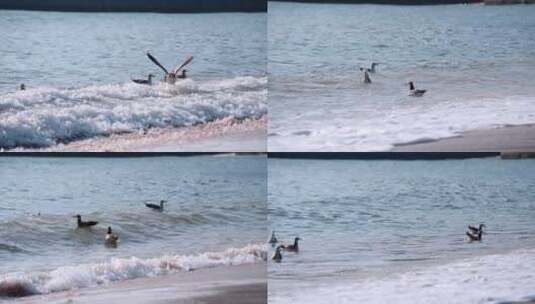 海面海浪上飞翔的海鸥高清在线视频素材下载