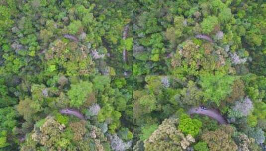 航拍森林山脉云雾环保沙县萝卜岩楠木保护区高清在线视频素材下载