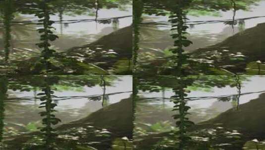 长满植物的翠绿森林高清在线视频素材下载