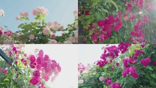 蔷薇花月季花红花高清在线视频素材下载