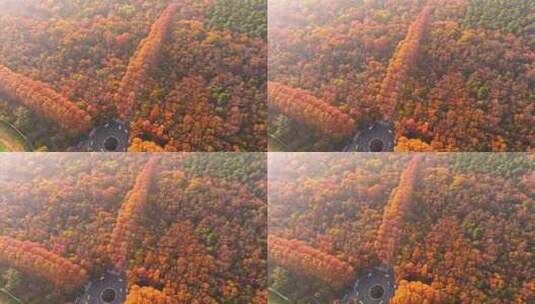 南京钟山风景区秋景高清在线视频素材下载