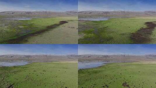 航拍牦牛西藏青海藏族牦牛群2024高原高清在线视频素材下载