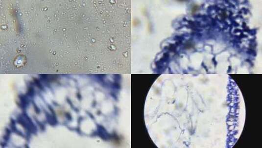 纵切水螅微生物显示器高清在线视频素材下载