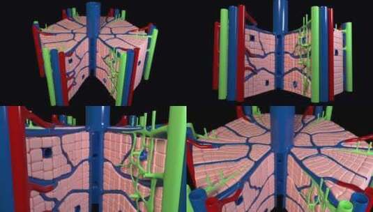 肝脏的内部结构高清在线视频素材下载