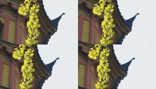 阳光银杏叶宋代古塔局部行写高清在线视频素材下载