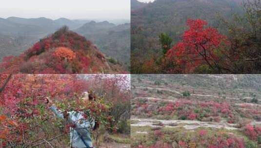 片片红叶醉深秋·宜昌柳林万金山·合集高清在线视频素材下载