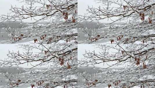 被雪覆盖的树枝白雪皑皑冬季雪景高清在线视频素材下载