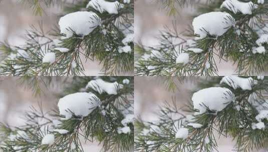 冬天下雪唯美雪景松树枝头被雪覆盖高清在线视频素材下载