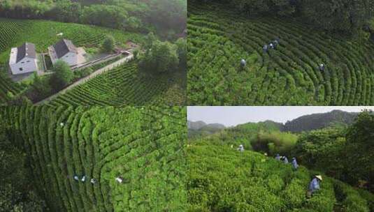 俯瞰茶山，茶农在茶树间辛勤劳作高清在线视频素材下载