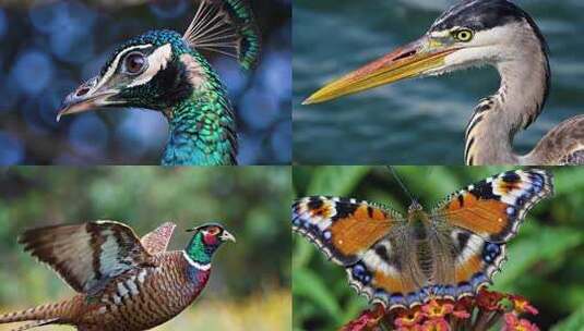 野生动物02高清在线视频素材下载