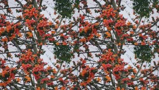 盛开的木棉花特写高清在线视频素材下载