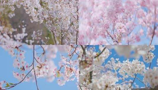 春季春天 唯美樱花实拍合集高清在线视频素材下载