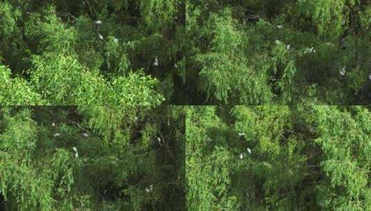 茂密柳树绿植景象高清在线视频素材下载