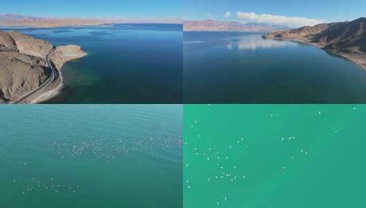 中国西藏阿里地区日土县班公湖航拍水鸟高清在线视频素材下载