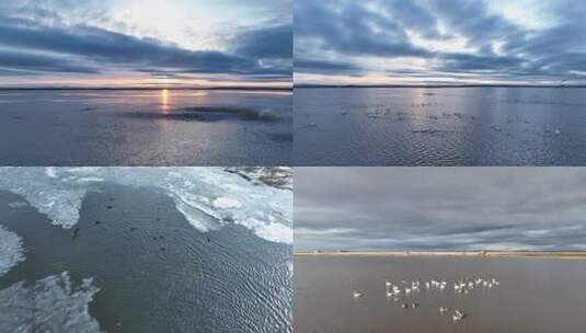 呼伦贝尔早春湿地湖泊水鸟合集高清在线视频素材下载