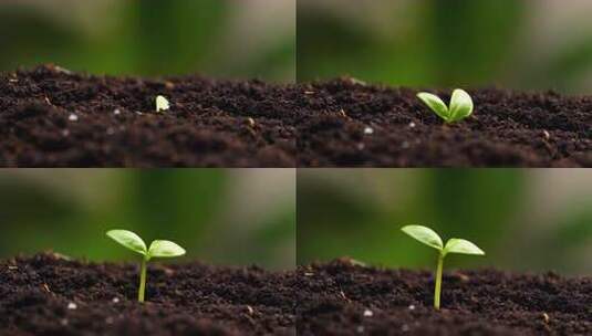 希望的种子 小幼苗生长高清在线视频素材下载
