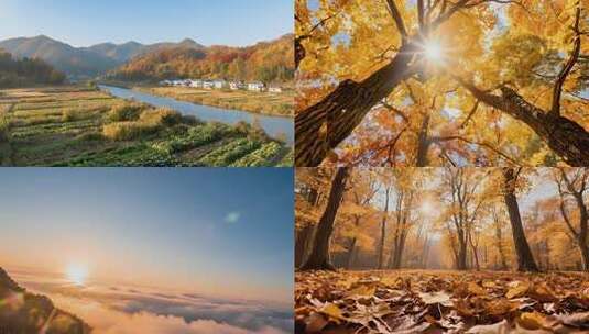 秋分空镜 秋天秋季红叶枫叶红枫（44组）高清在线视频素材下载