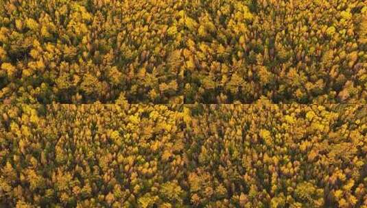 大兴安岭森林秋季风景航拍高清在线视频素材下载