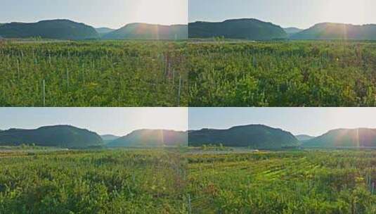 苹果种植基地高清在线视频素材下载