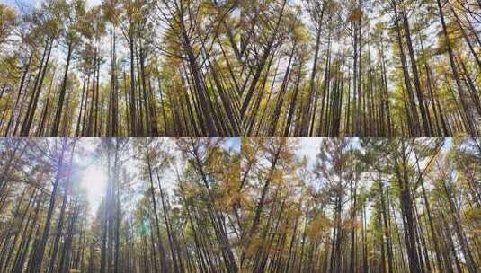阳光穿透树林的眩光和光晕秋日森林阳光光影高清在线视频素材下载