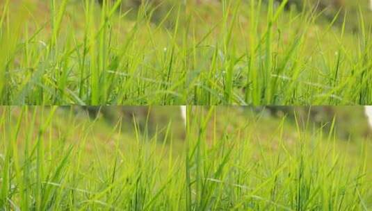 微风吹动草丛小草摇曳摆动清新绿色大自然高清在线视频素材下载