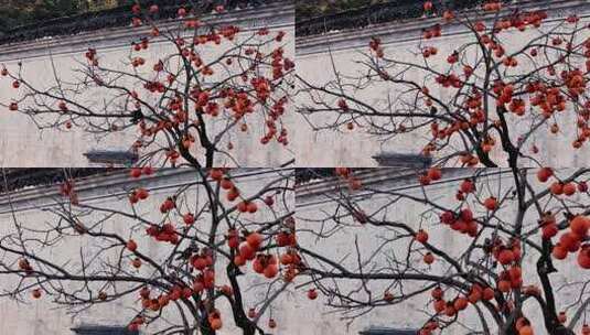 江西婺源篁岭秋天鸟儿吃柿子高清在线视频素材下载