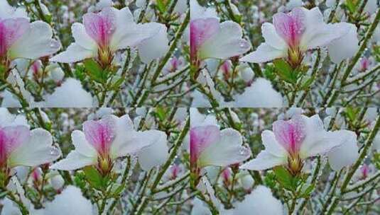覆雪带露的粉色花卉特写高清在线视频素材下载