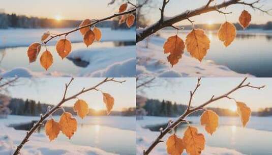 冬日雪景中带霜枯叶特写高清在线视频素材下载