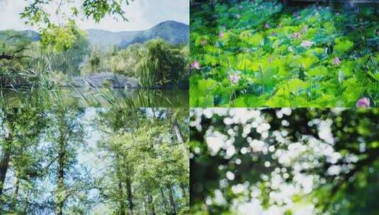 夏天阳光树叶光影逆光小清新空镜双重曝光高清在线视频素材下载