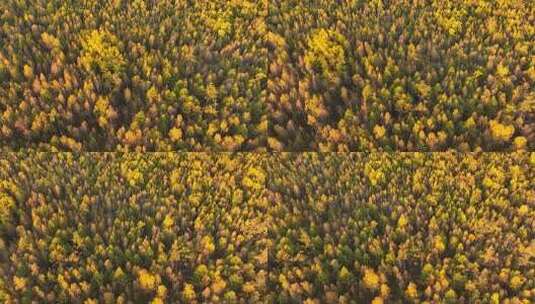 大兴安岭森林秋季风景航拍高清在线视频素材下载