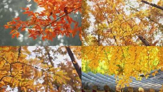 皇家园林古建筑秋天高清在线视频素材下载