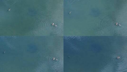 拉萨的拉鲁湿地高清在线视频素材下载