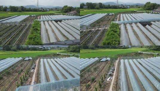 乡村振兴现代化农业大棚种植基地高清在线视频素材下载
