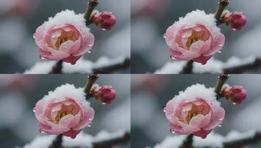 覆雪带露盛开的粉色梅花高清在线视频素材下载