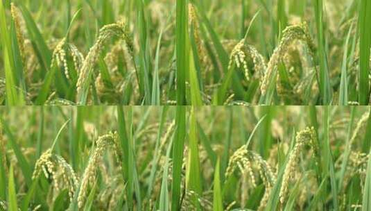 稻田稻穗特写高清在线视频素材下载
