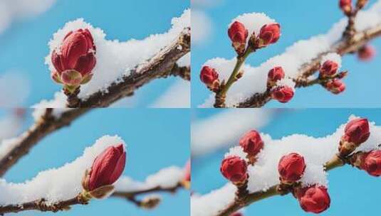 枝头覆雪的红色花朵特写高清在线视频素材下载