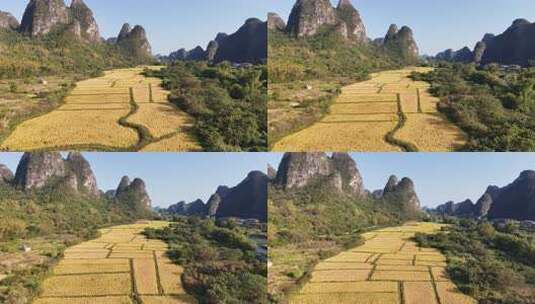 农业种植金黄稻田航拍高清在线视频素材下载