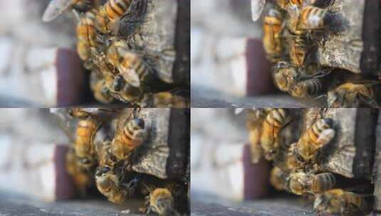 蜂 蜜蜂 特写 光影 采蜜蜂 人工养殖高清在线视频素材下载